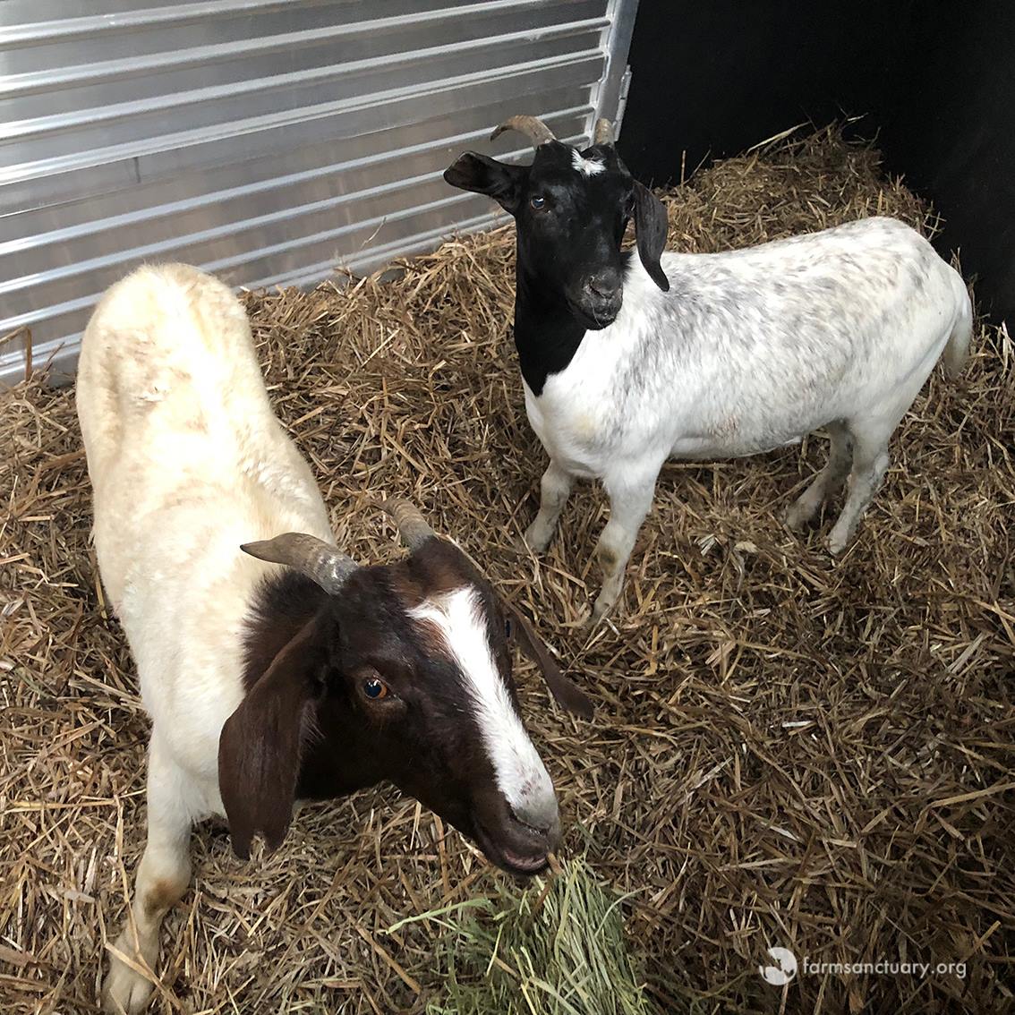 GOATBED / お前の犬になりたい＆ Kill 2 Birds with 1 Farm Sanctuary Gets Two Goats on the Right Track - Farm